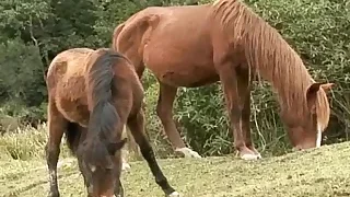 Gay Porn Sex 3